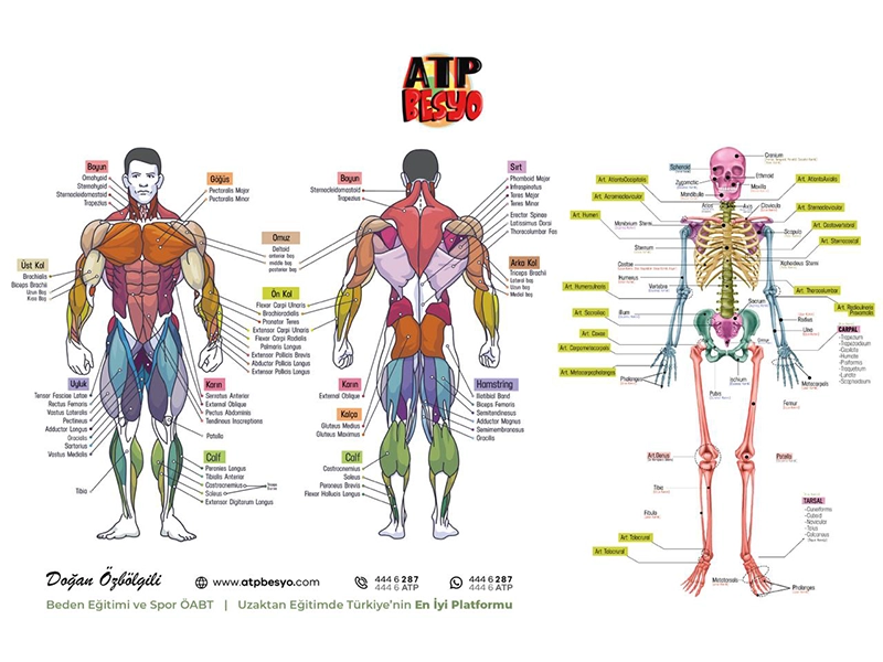 DEV ANATOMİ POSTERİ